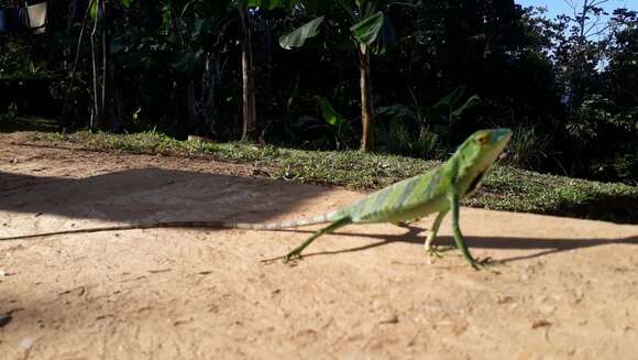 Image of Berthold's Bush Anole