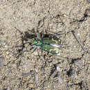 Plancia ëd Cicindela (Cicindela) decemnotata decemnotata Say 1817