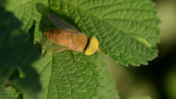 Image of Atylotus horvathi (Szilady 1926)