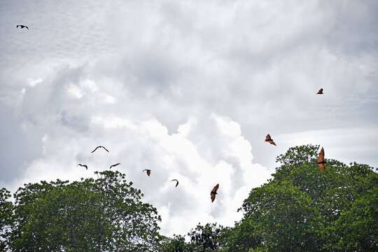 Image of Palawan Flying Fox