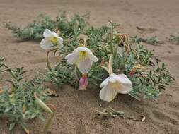 Слика од Oenothera pallida Lindl.