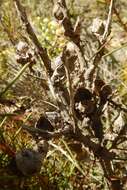 Image of Hakea vittata R. Br.