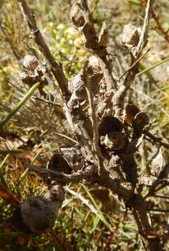 Imagem de Hakea vittata R. Br.