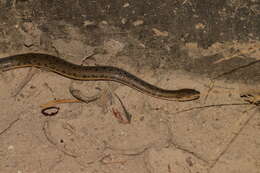 Image of Chinese Water Snake