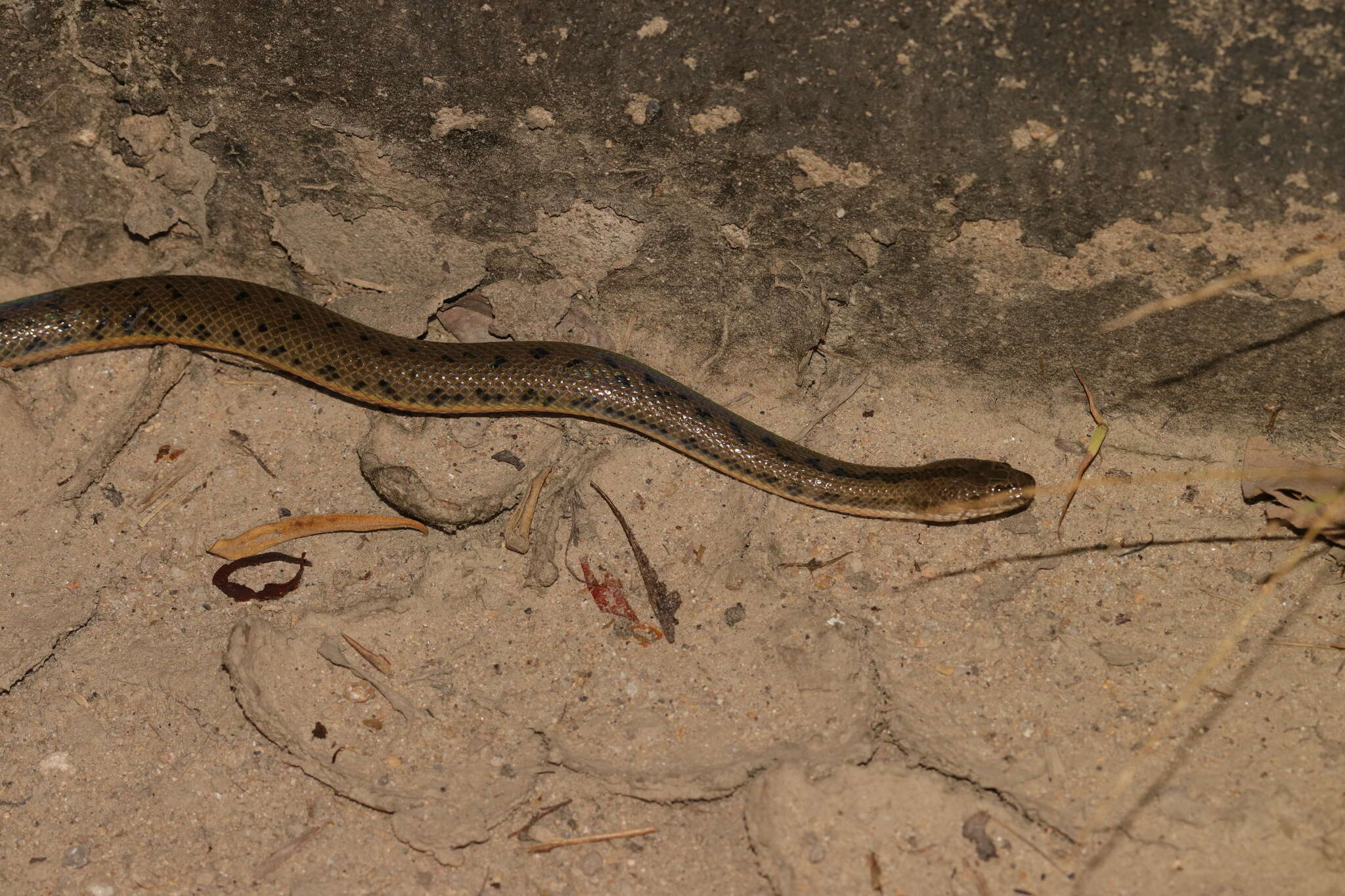 Image of Chinese Water Snake