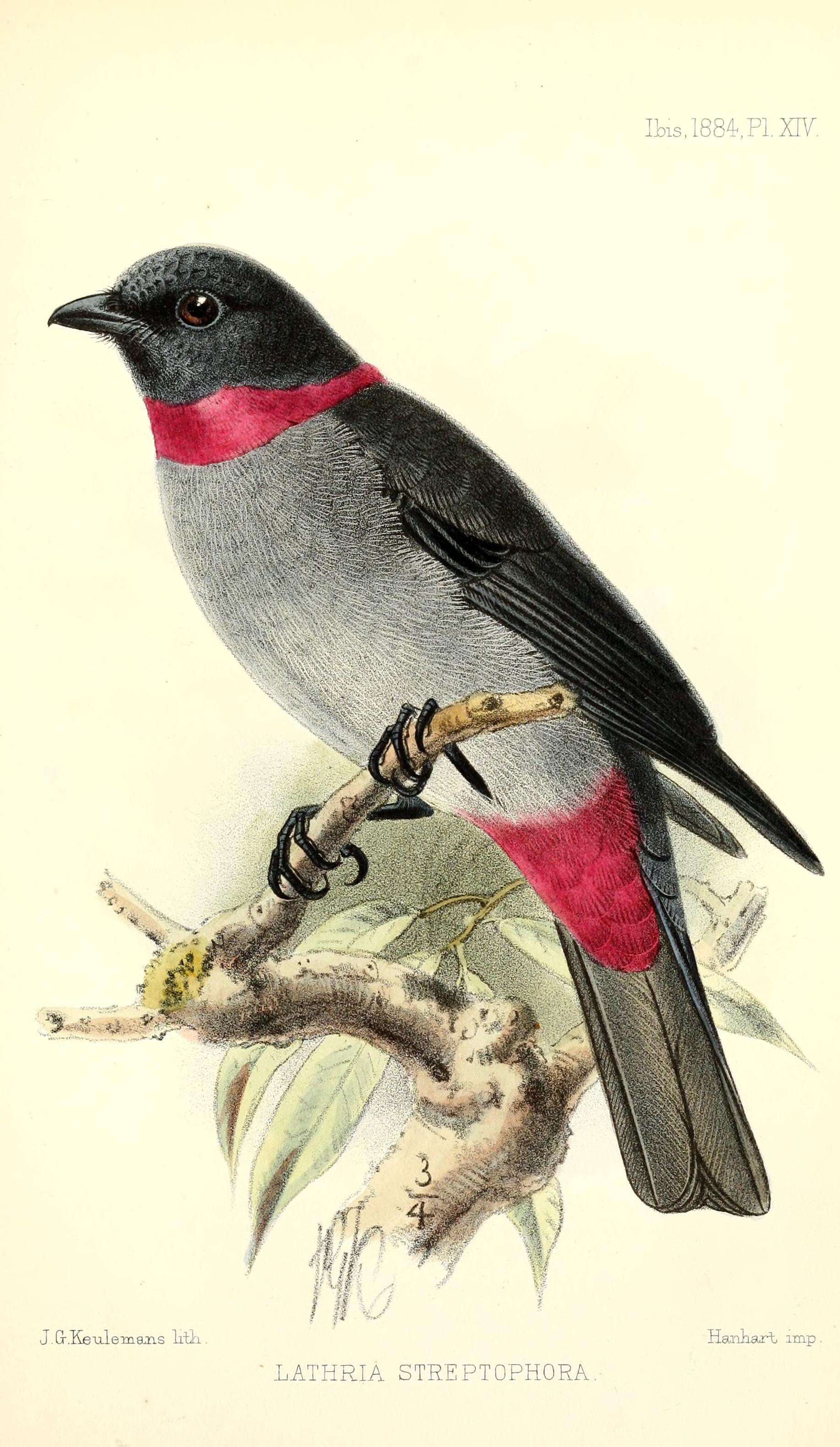 Image of Rose-collared Piha