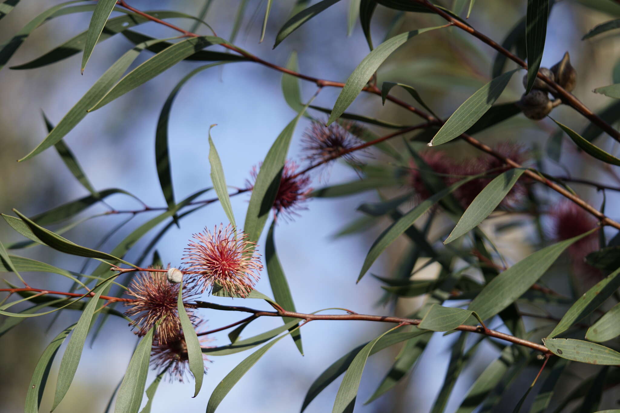 Image of Pincushion hakea