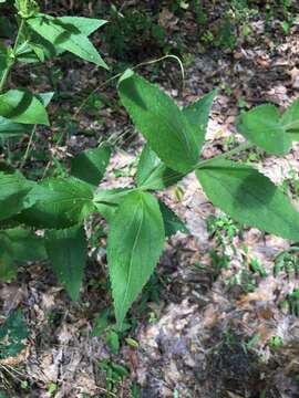 Image of thoroughwort