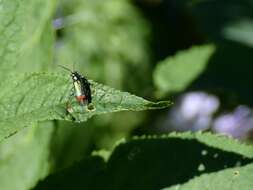 Image of <i>Malachius bipustulatus</i>