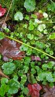 Image de Hydrocotyle americana L.