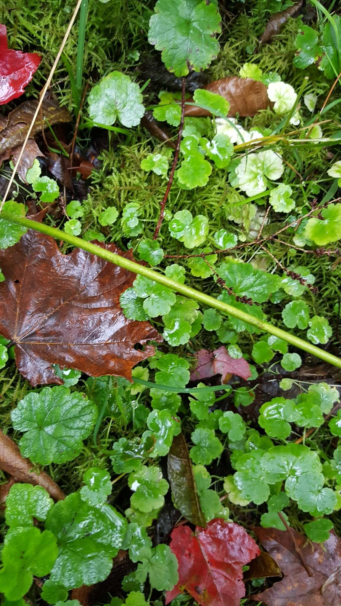 Image de Hydrocotyle americana L.