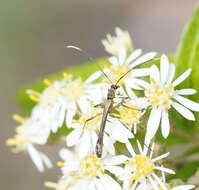 Image of Enchoptera apicalis Saunders 1850