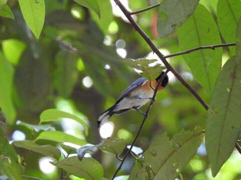 Image of Spectacled Monarch