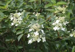 Image of panicled hydrangea