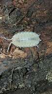 Image of Isopod