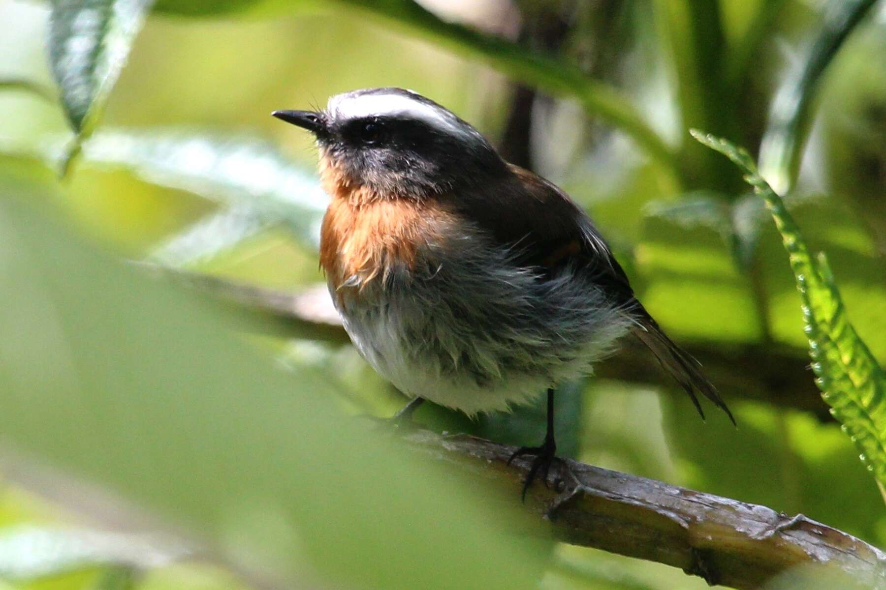 Image of Rufous-breasted Chat-Tyrant