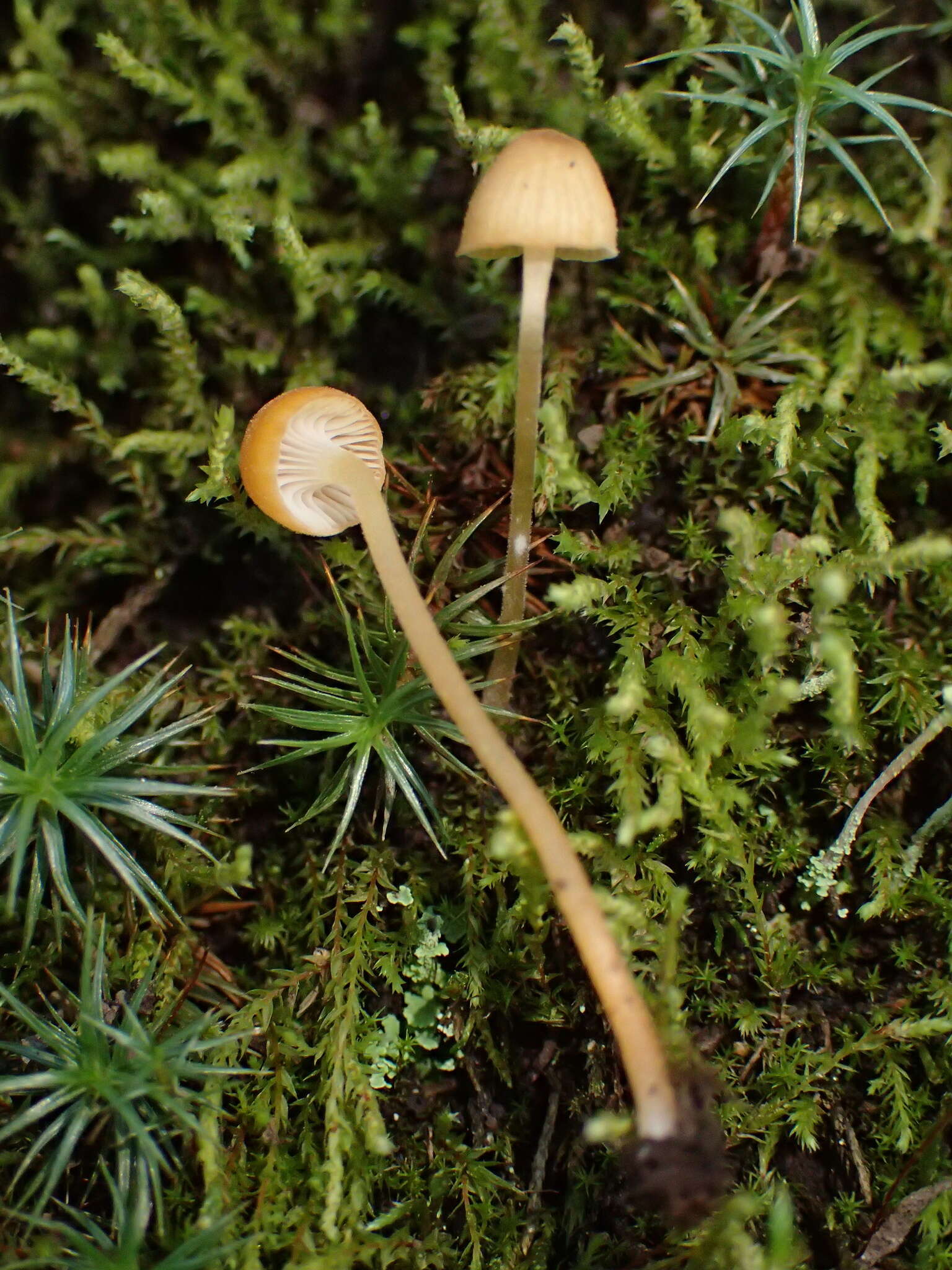 Image of Rickenella swartzii (Fr.) Kuyper 1984