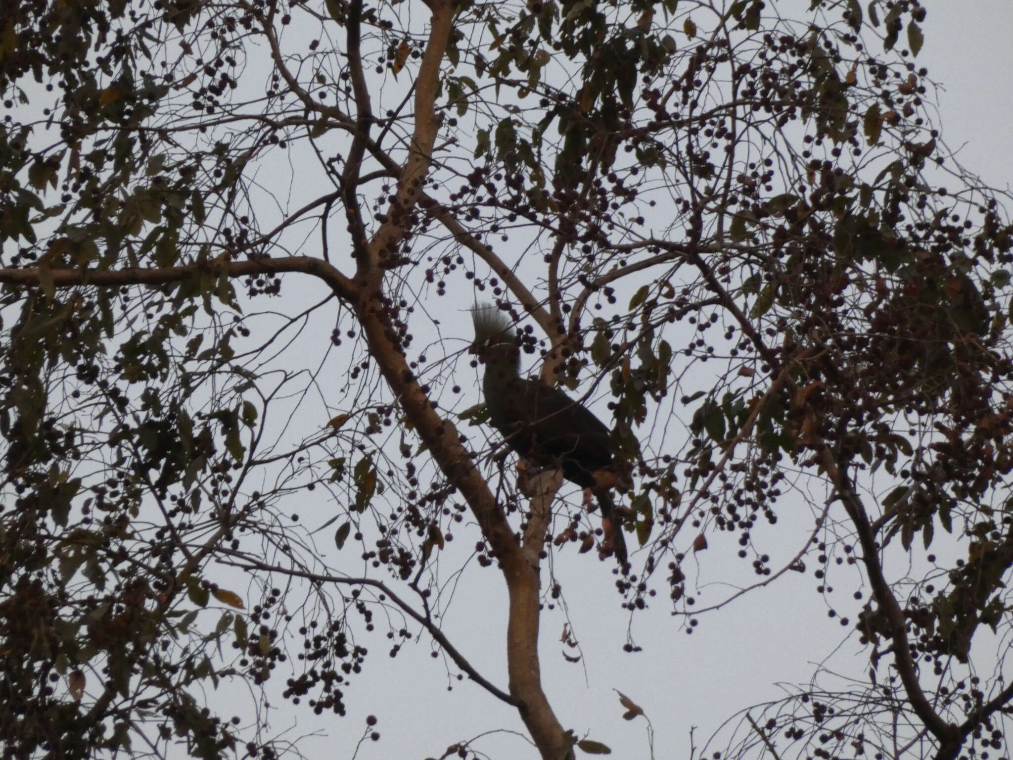 Image of Green Turaco