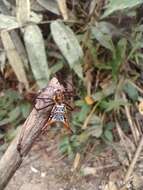 Image of Micrathena macfarlanei Chickering 1961