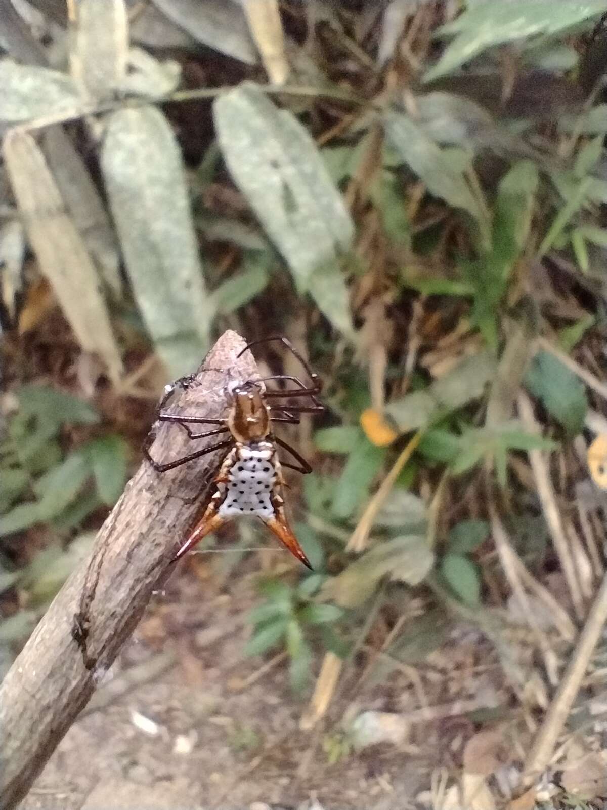 Image of Micrathena macfarlanei Chickering 1961