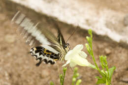 Sivun Papilio gigon Felder & Felder 1864 kuva