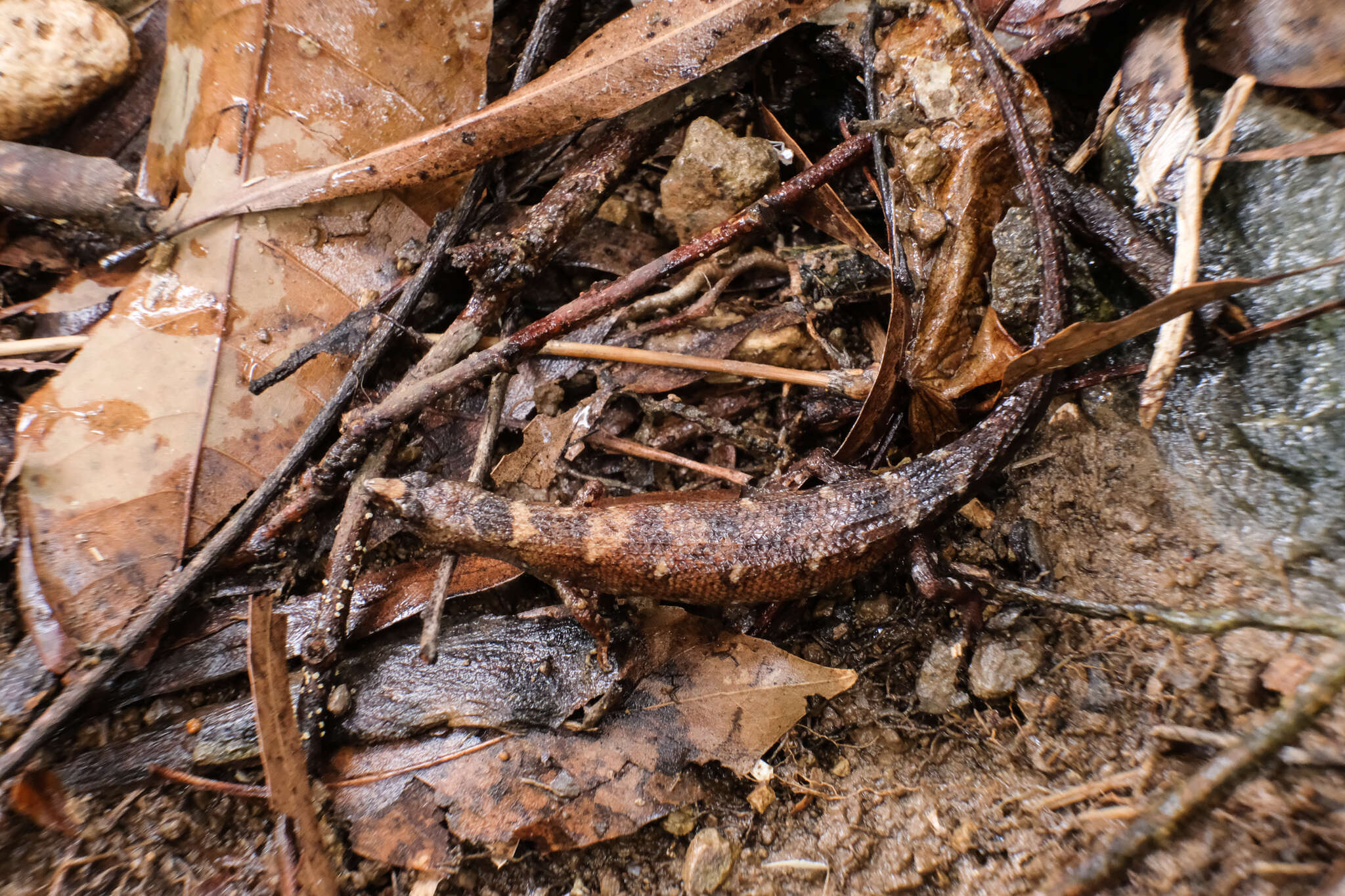 Image of Chinese water skink