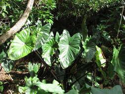 Image de Colocasia esculenta (L.) Schott