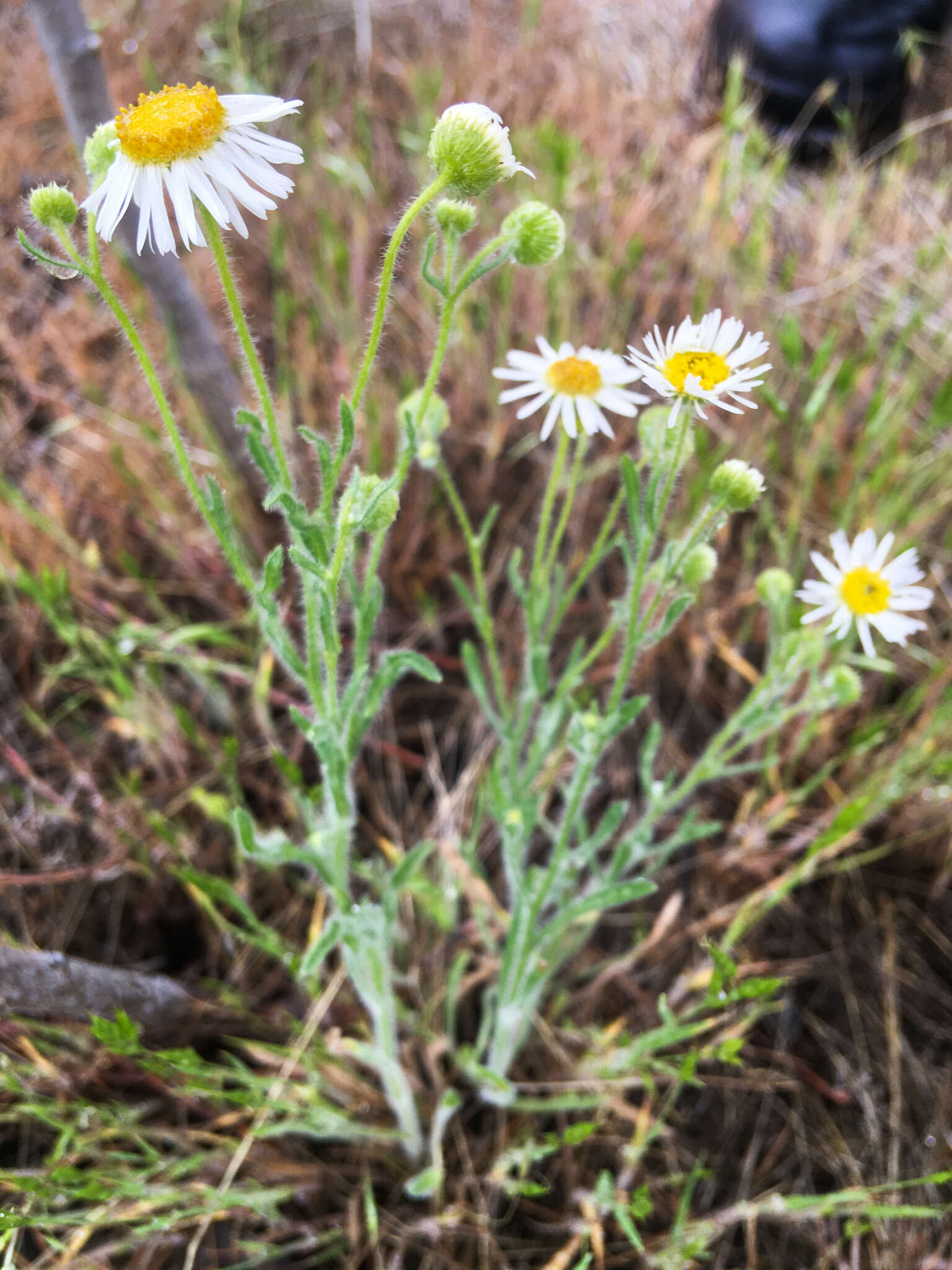 Image de Erigeron pumilus Nutt.