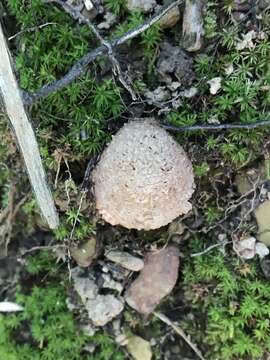 Plancia ëd Amanita daucipes (Sacc.) Lloyd 1898