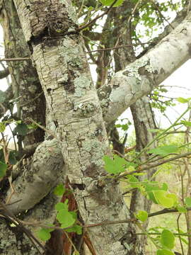 Image of Bauhinia racemosa Lam.