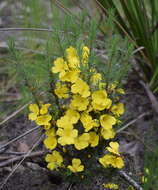 Image of Hibbertia prostrata Hook.