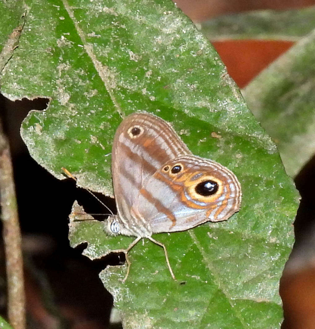 Image of Chloreuptychia hewitsonii Butler 1866