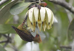 Image of Waved Woodpecker