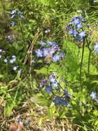 Image de Myosotis decumbens Host