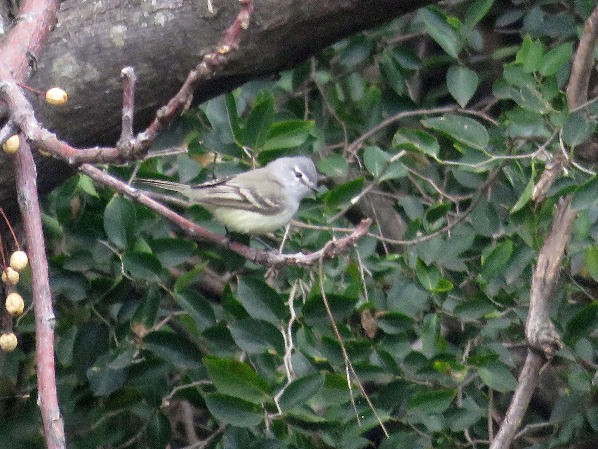 Image of Straneck's Tyrannulet