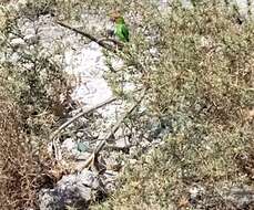 Image of Black-winged Lovebird