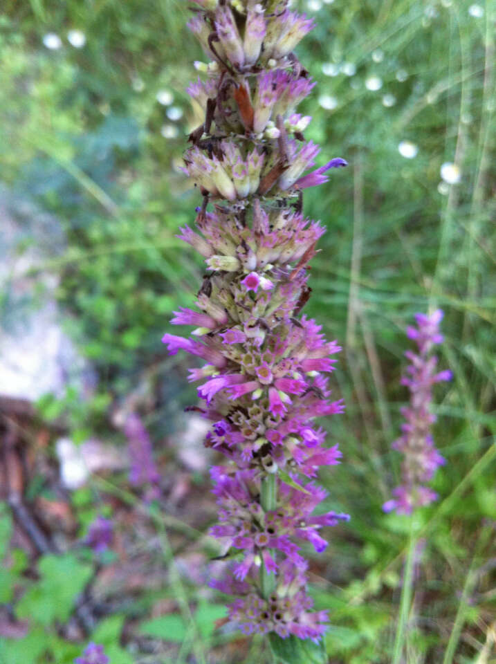 Image of Trans-Pecos giant hyssop