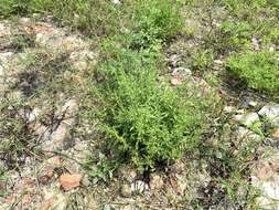 Image of Rumex microcarpus Campd.