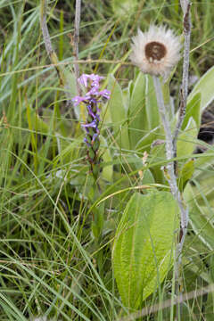 Imagem de Disa stachyoides Rchb. fil.