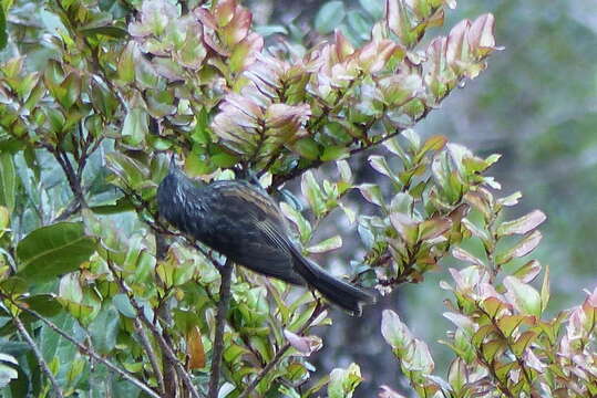 Image of Rufous-sided Honeyeater