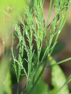 Image of Broom asparagus