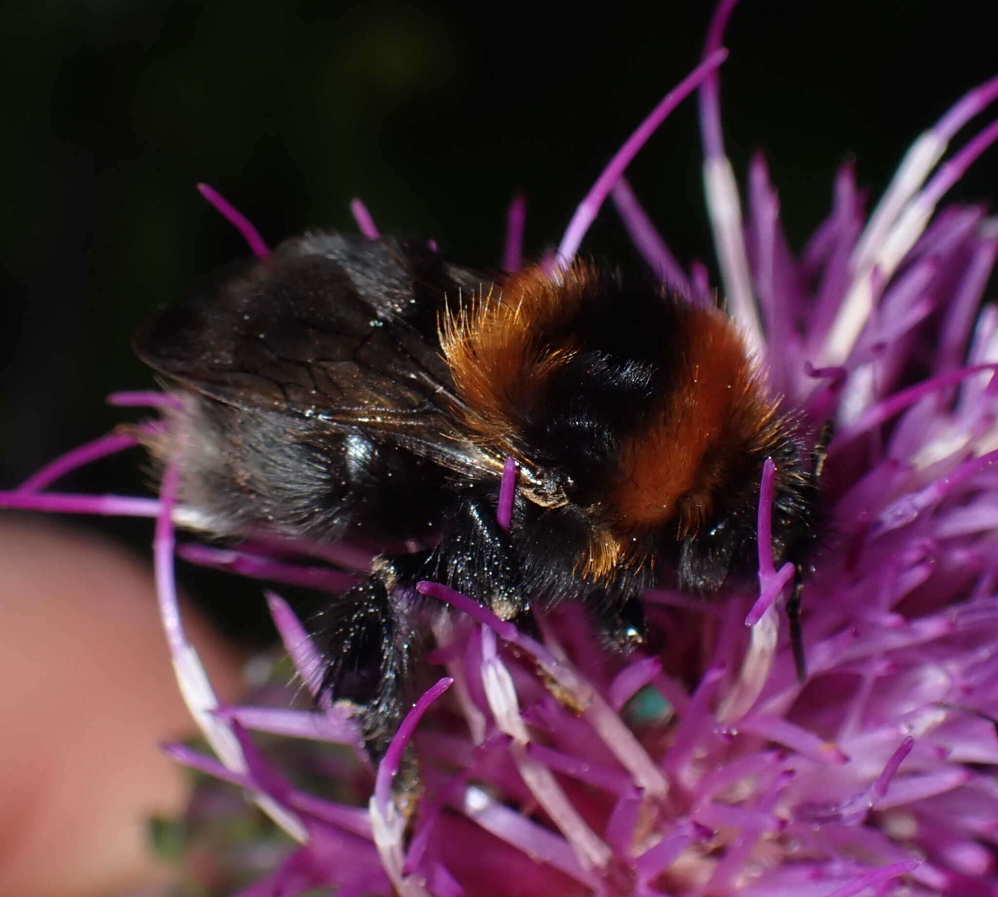 Image of Bombus cingulatus Wahlberg 1855