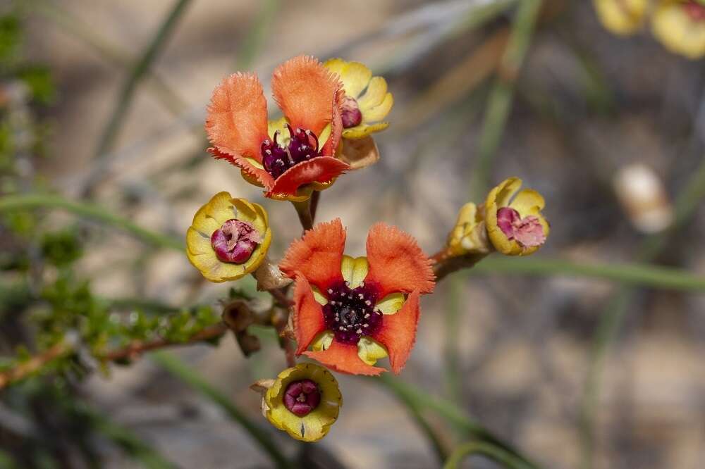 Imagem de Pileanthus peduncularis Endl.