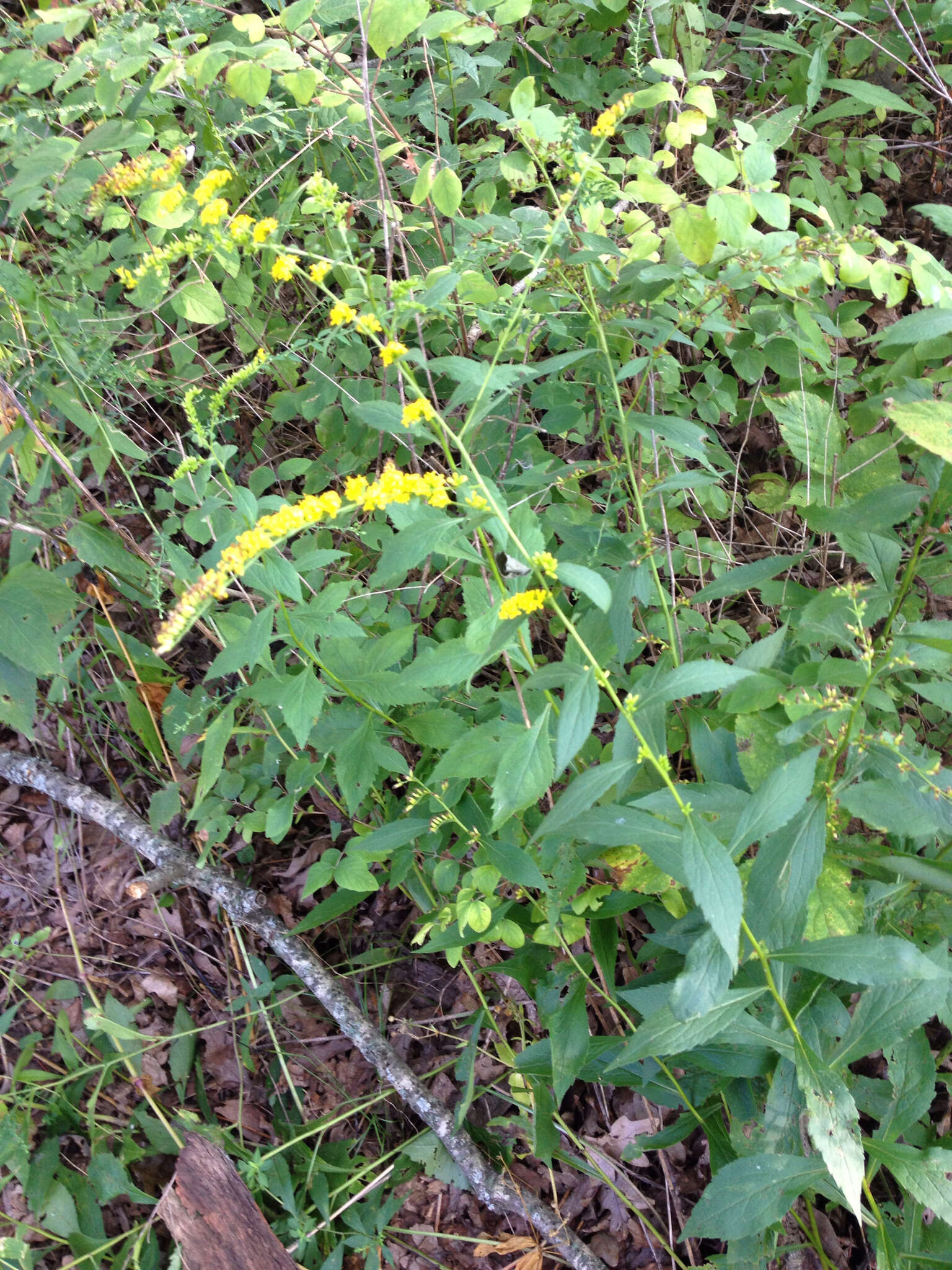 Image of elmleaf goldenrod