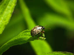 Image of Dogwood Calligrapha