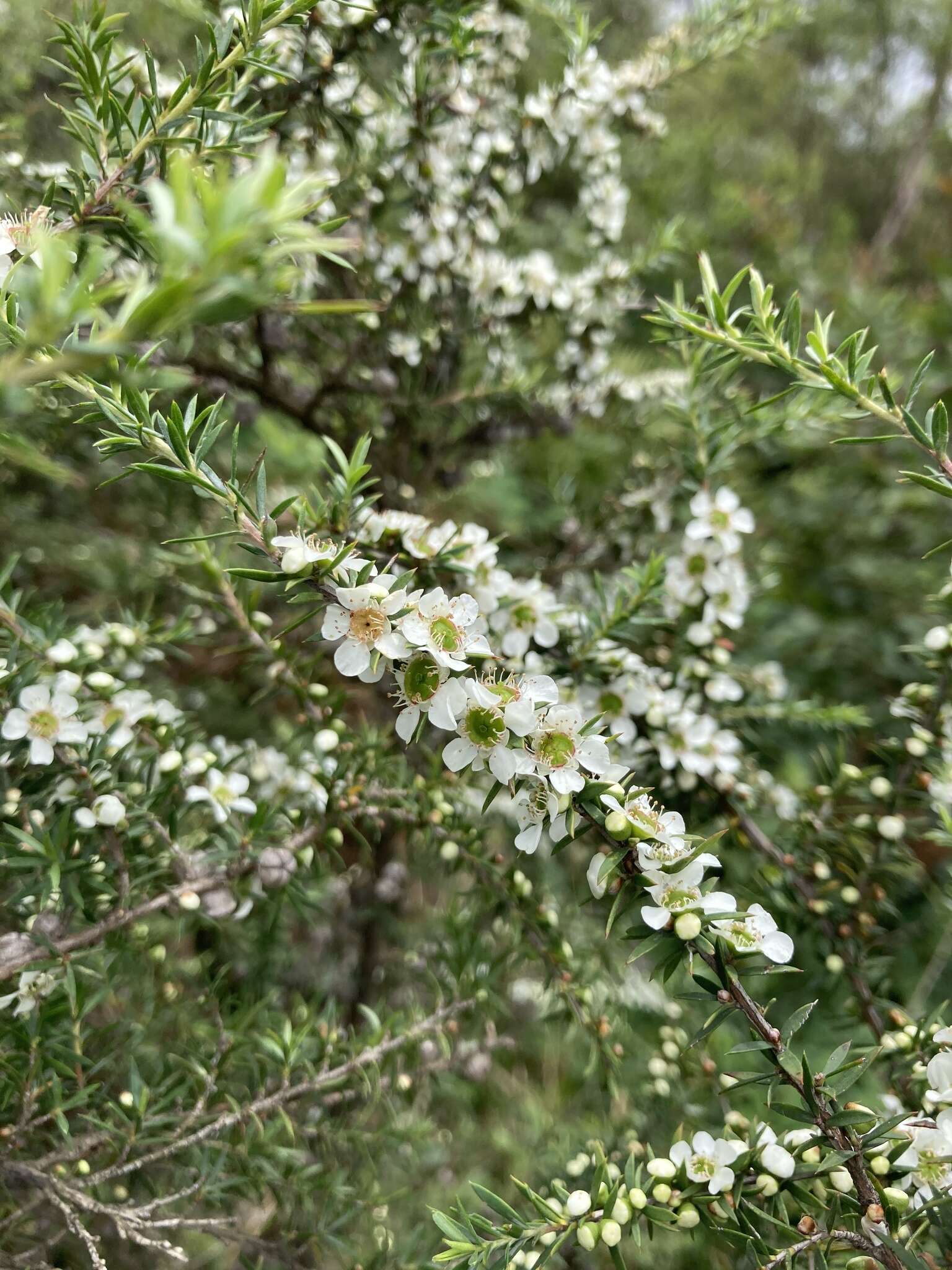 Sivun Leptospermum juniperinum Sm. kuva