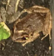 Image of Antilles Robber Frog