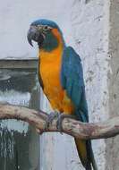 Image of Blue-throated Macaw