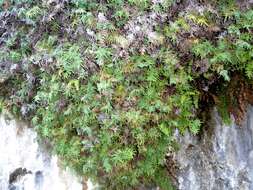 Image of Gleichenia polypodioides (L.) Sm.