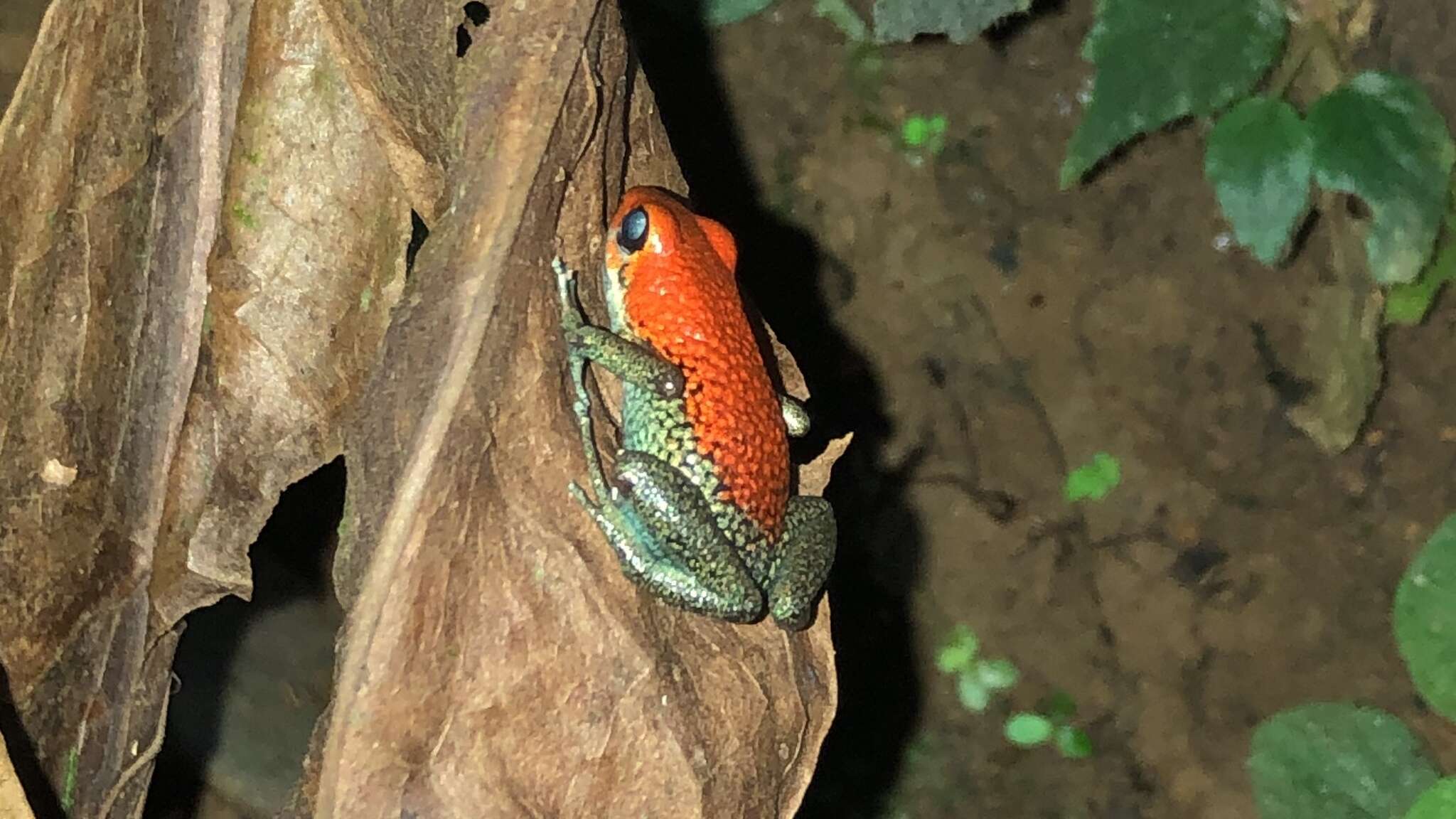 Image of Granular Poison Frog